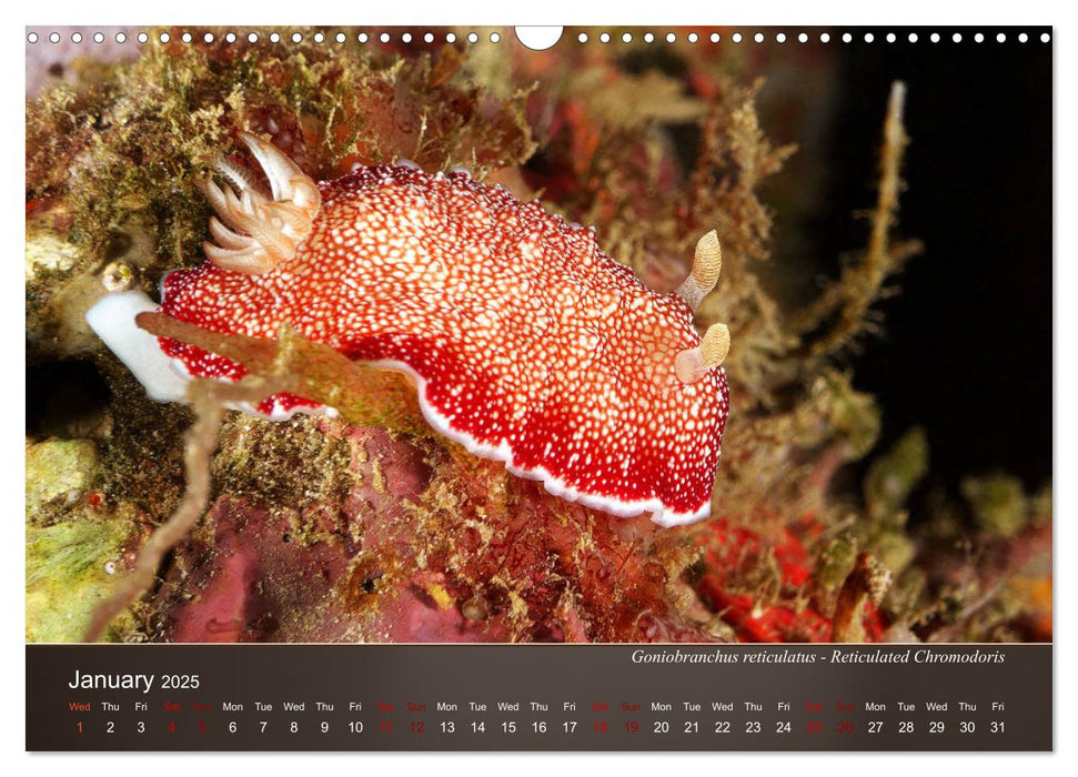 Nudibranchs on the ocean floor (CALVENDO Monthly Calendar 2025)