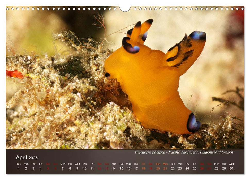 Nudibranchs on the ocean floor (CALVENDO Monthly Calendar 2025)