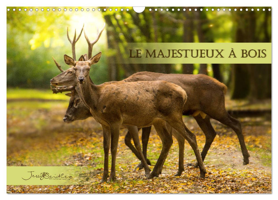 Le Majestueux à Bois (CALVENDO Calendrier mensuel 2025)