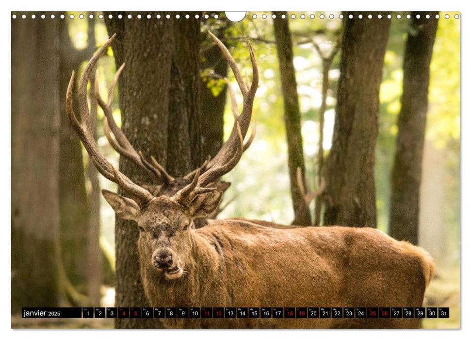 Le Majestueux à Bois (CALVENDO Calendrier mensuel 2025)