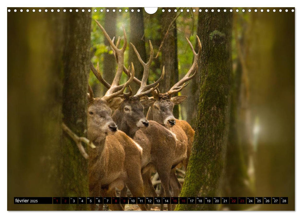 Le Majestueux à Bois (CALVENDO Calendrier mensuel 2025)