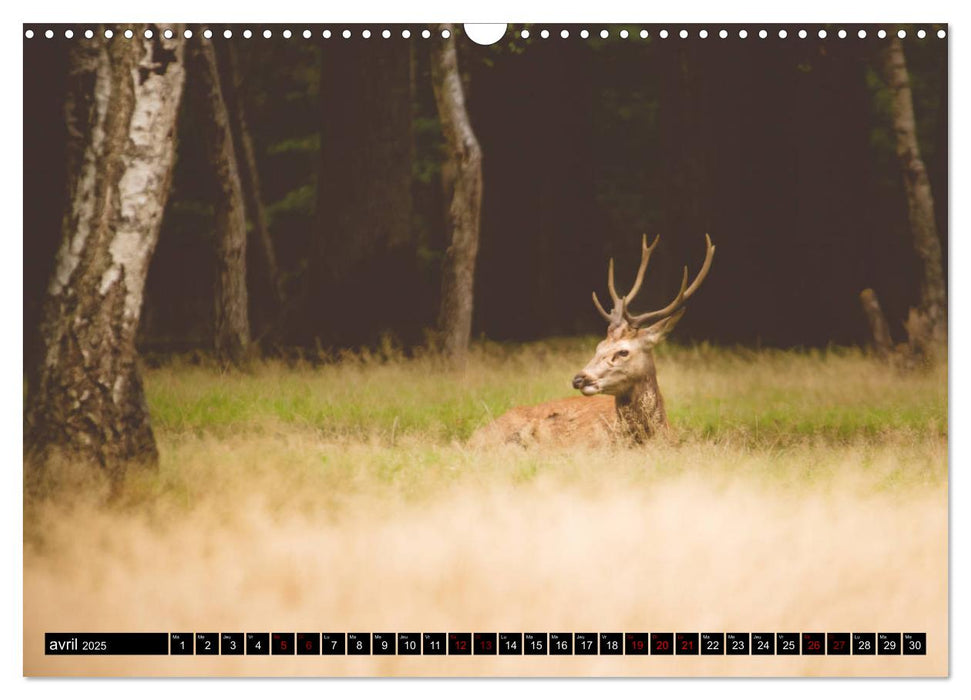 Le Majestueux à Bois (CALVENDO Calendrier mensuel 2025)