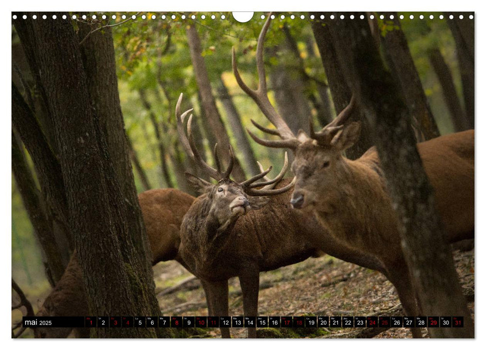 Le Majestueux à Bois (CALVENDO Calendrier mensuel 2025)