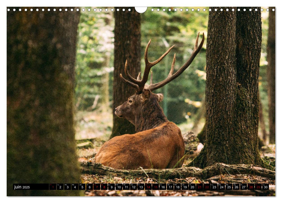 Le Majestueux à Bois (CALVENDO Calendrier mensuel 2025)