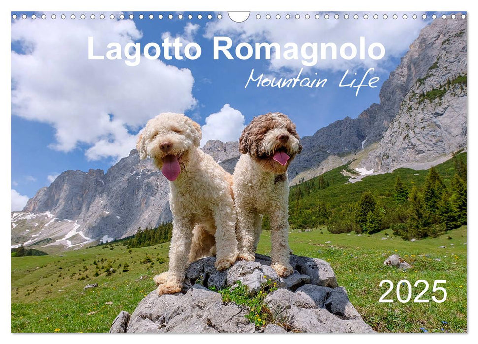 Lagotto Romagnolo Mountain Life (CALVENDO Monthly Calendar 2025)