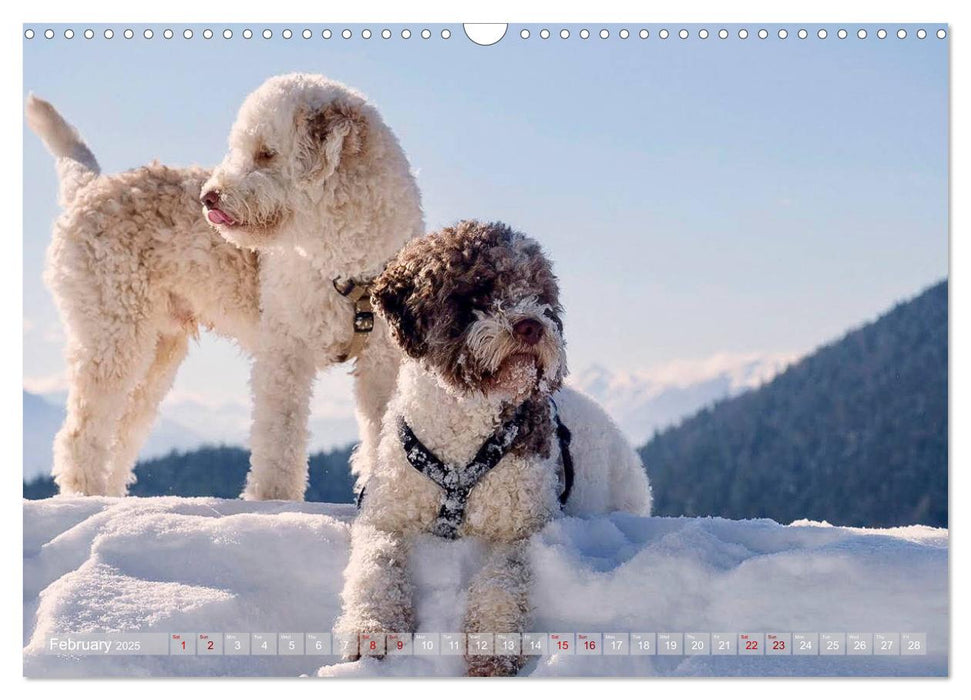 Lagotto Romagnolo Mountain Life (CALVENDO Monthly Calendar 2025)