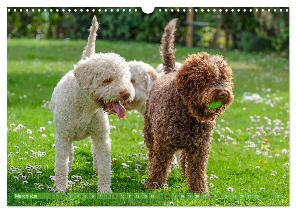 Lagotto Romagnolo Mountain Life (CALVENDO Monthly Calendar 2025)