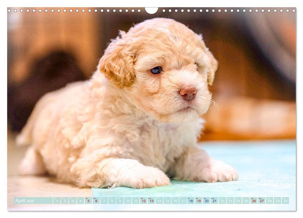 Lagotto Romagnolo Mountain Life (CALVENDO Monthly Calendar 2025)