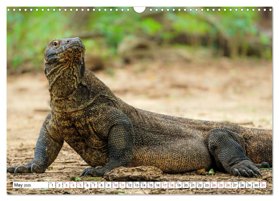 Indonesia - Nature wonders of Flores and Komodo (CALVENDO Monthly Calendar 2025)