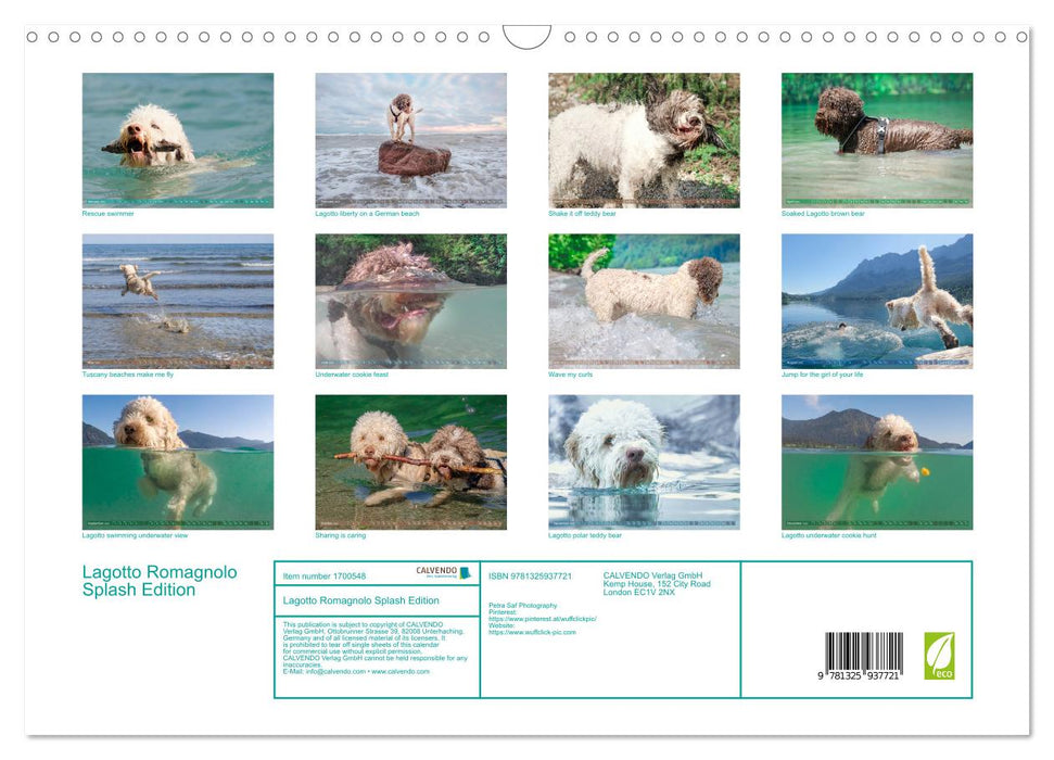 Lagotto Romagnolo Splash Edition (CALVENDO Monthly Calendar 2025)