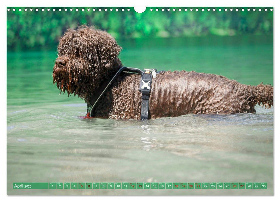 Lagotto Romagnolo Splash Edition (CALVENDO Monthly Calendar 2025)