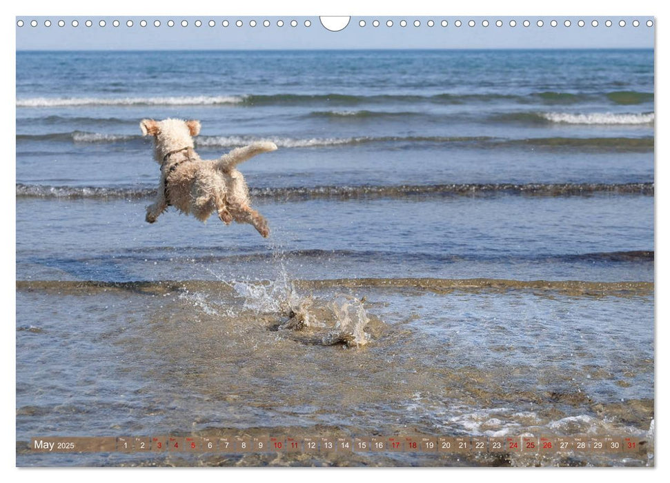 Lagotto Romagnolo Splash Edition (CALVENDO Monthly Calendar 2025)