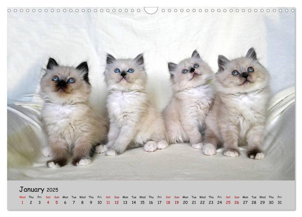 CAT PARADE (CALVENDO Monthly Calendar 2025)