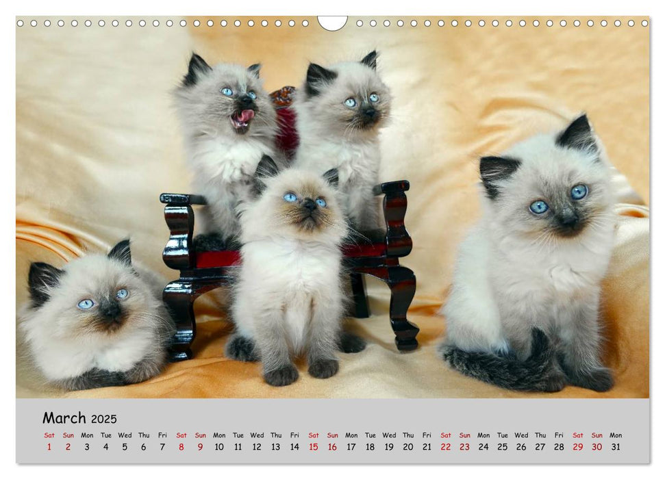 CAT PARADE (CALVENDO Monthly Calendar 2025)