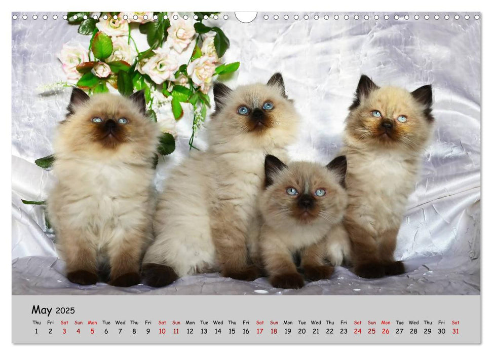 CAT PARADE (CALVENDO Monthly Calendar 2025)