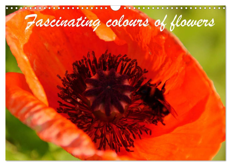 Fascinating colours of flowers (CALVENDO Monthly Calendar 2025)