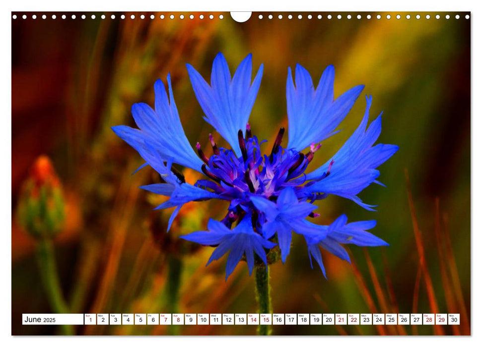 Fascinating colours of flowers (CALVENDO Monthly Calendar 2025)