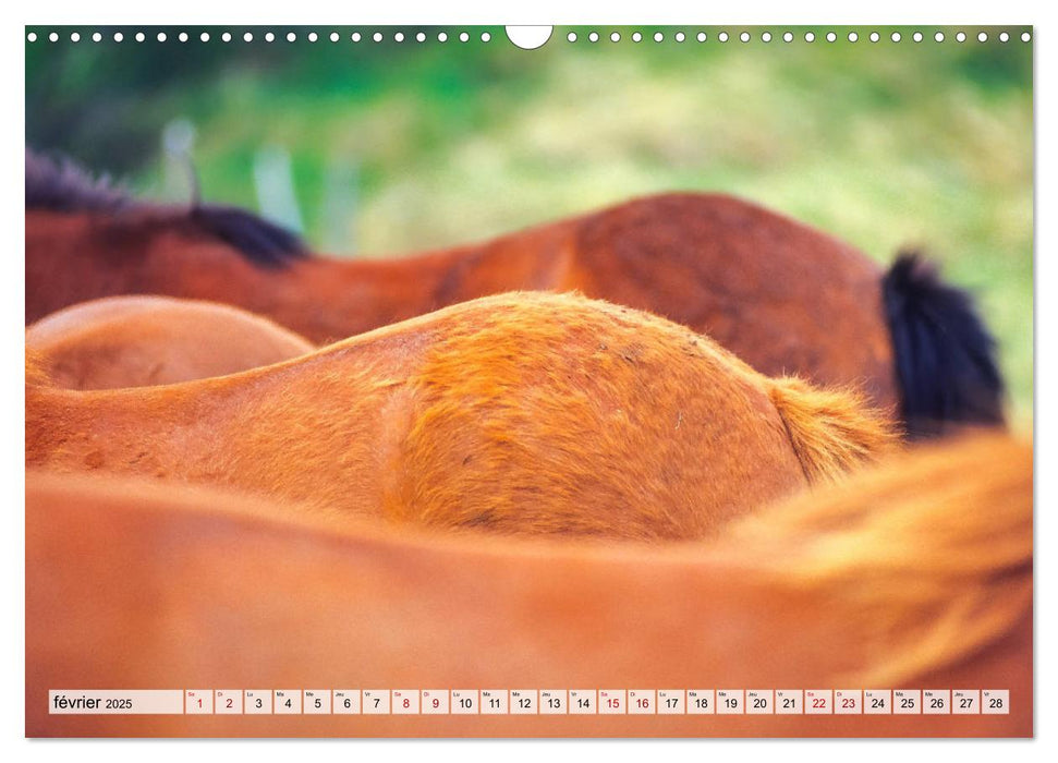 Fesses d'animaux (CALVENDO Calendrier mensuel 2025)