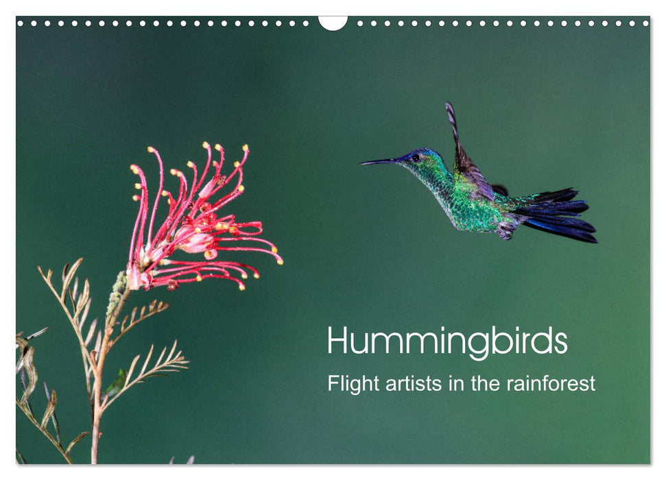 Hummingbirds - Flight artists in the rainforest (CALVENDO Monthly Calendar 2025)