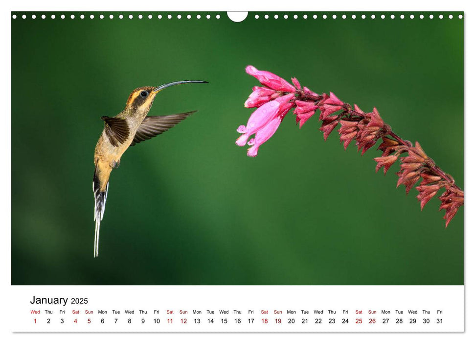 Hummingbirds - Flight artists in the rainforest (CALVENDO Monthly Calendar 2025)