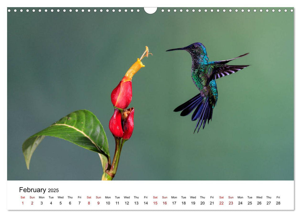 Hummingbirds - Flight artists in the rainforest (CALVENDO Monthly Calendar 2025)