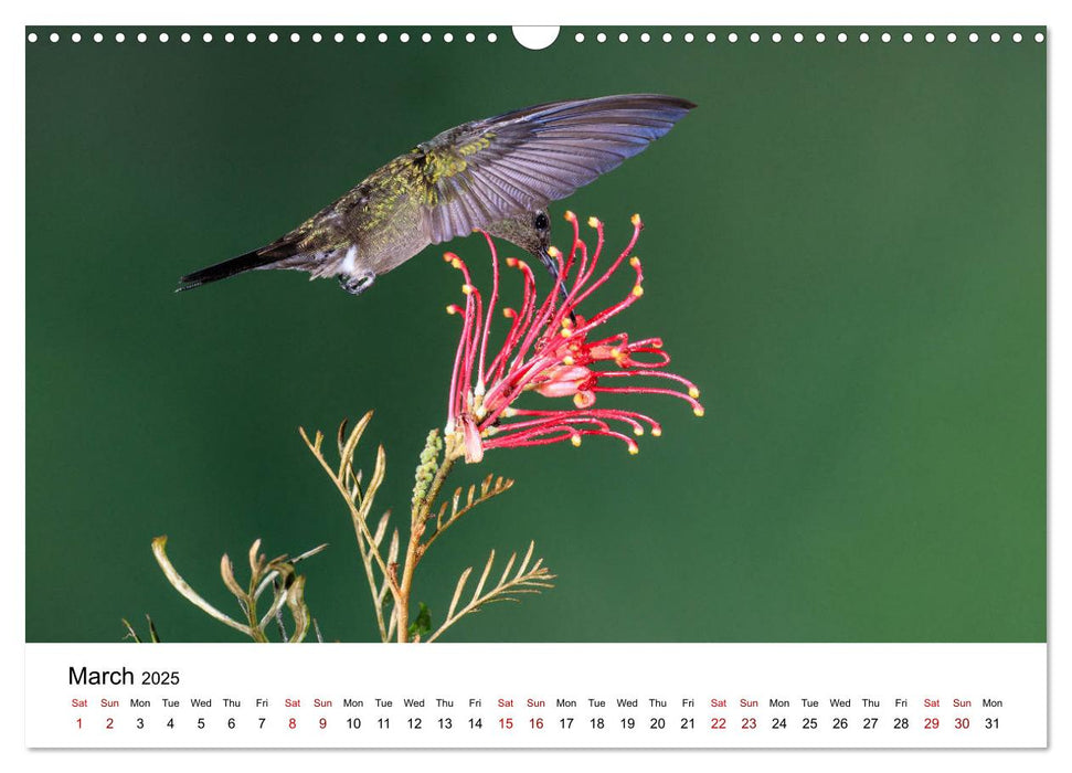 Hummingbirds - Flight artists in the rainforest (CALVENDO Monthly Calendar 2025)