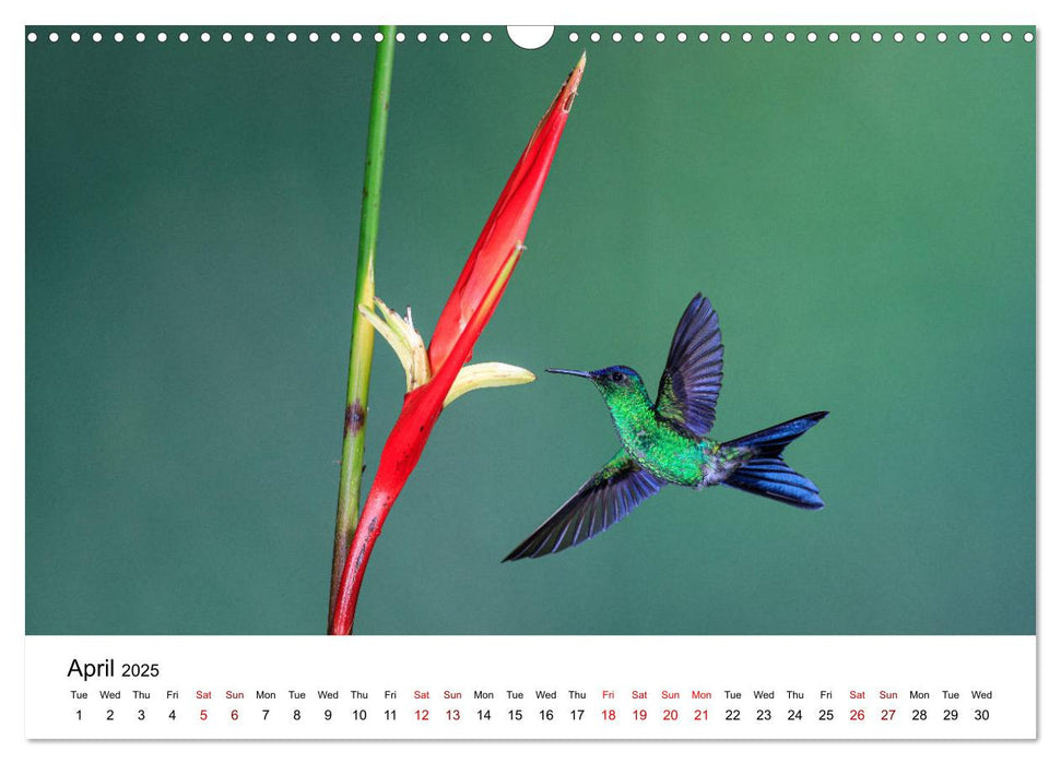 Hummingbirds - Flight artists in the rainforest (CALVENDO Monthly Calendar 2025)