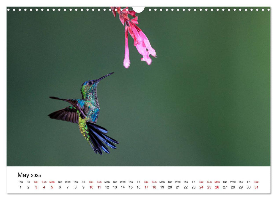 Hummingbirds - Flight artists in the rainforest (CALVENDO Monthly Calendar 2025)