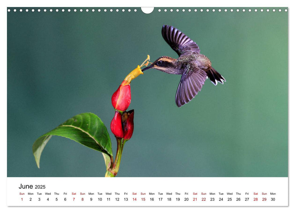 Hummingbirds - Flight artists in the rainforest (CALVENDO Monthly Calendar 2025)