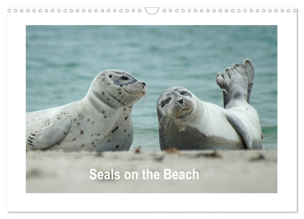 Seals on the Beach (CALVENDO Monthly Calendar 2025)