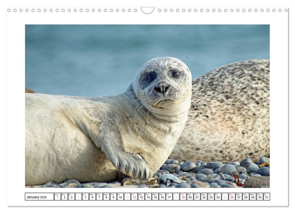 Seals on the Beach (CALVENDO Monthly Calendar 2025)