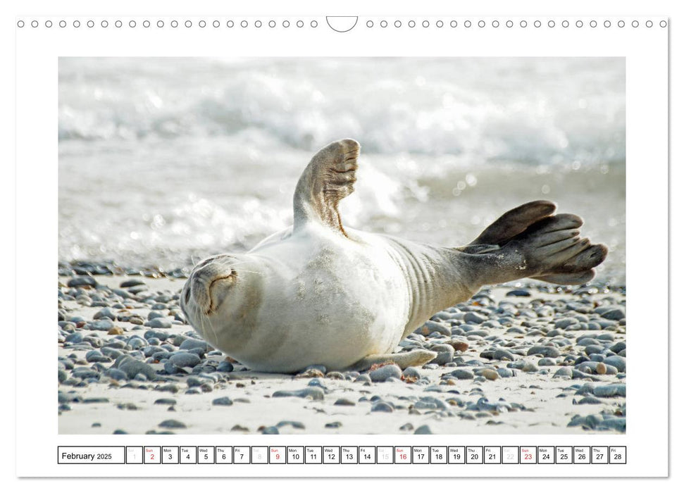 Seals on the Beach (CALVENDO Monthly Calendar 2025)