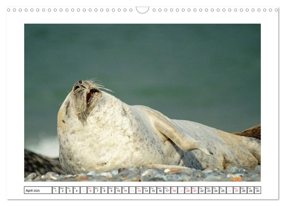 Seals on the Beach (CALVENDO Monthly Calendar 2025)