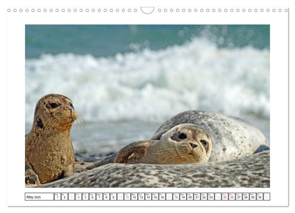 Seals on the Beach (CALVENDO Monthly Calendar 2025)