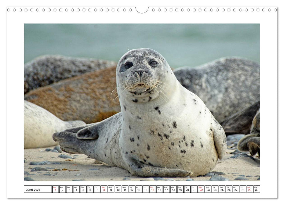 Seals on the Beach (CALVENDO Monthly Calendar 2025)