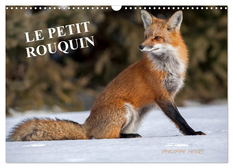 LE PETIT ROUQUIN (CALVENDO Calendrier mensuel 2025)