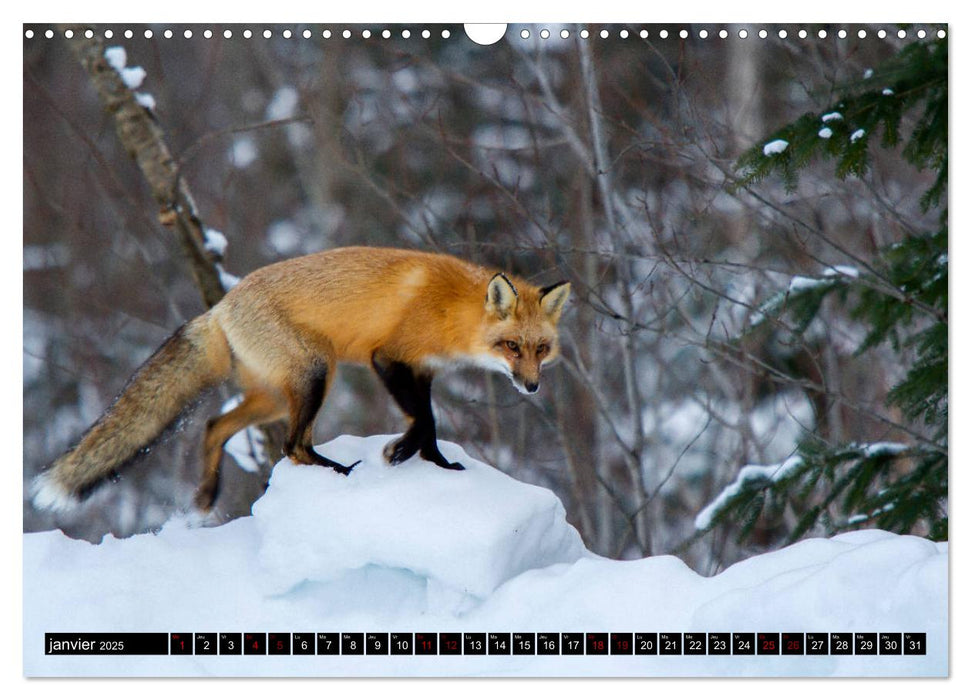 LE PETIT ROUQUIN (CALVENDO Calendrier mensuel 2025)