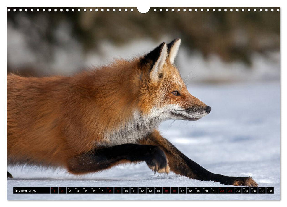 LE PETIT ROUQUIN (CALVENDO Calendrier mensuel 2025)