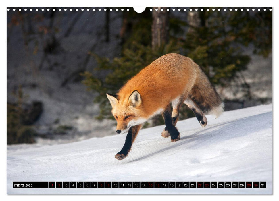 LE PETIT ROUQUIN (CALVENDO Calendrier mensuel 2025)