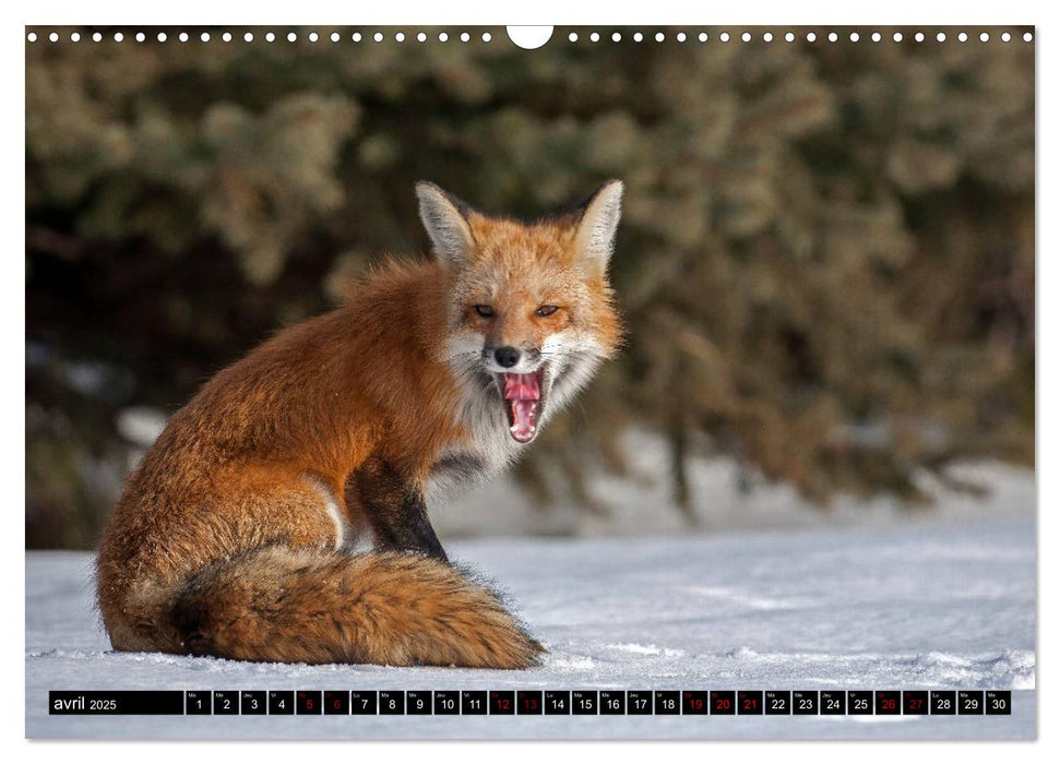 LE PETIT ROUQUIN (CALVENDO Calendrier mensuel 2025)