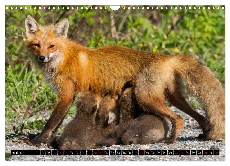 LE PETIT ROUQUIN (CALVENDO Calendrier mensuel 2025)