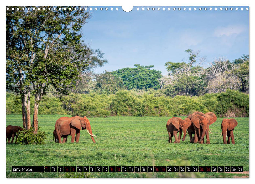 ÉLÉPHANTS D'AFRIQUE (CALVENDO Calendrier mensuel 2025)