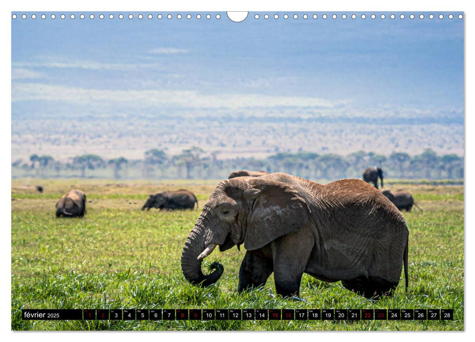 ÉLÉPHANTS D'AFRIQUE (CALVENDO Calendrier mensuel 2025)