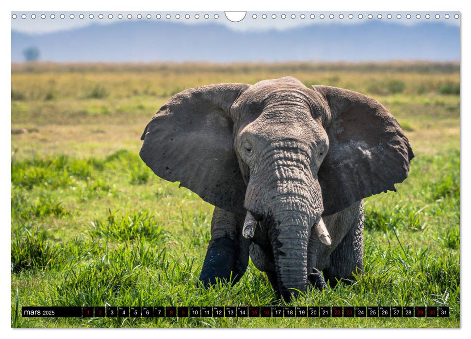 ÉLÉPHANTS D'AFRIQUE (CALVENDO Calendrier mensuel 2025)