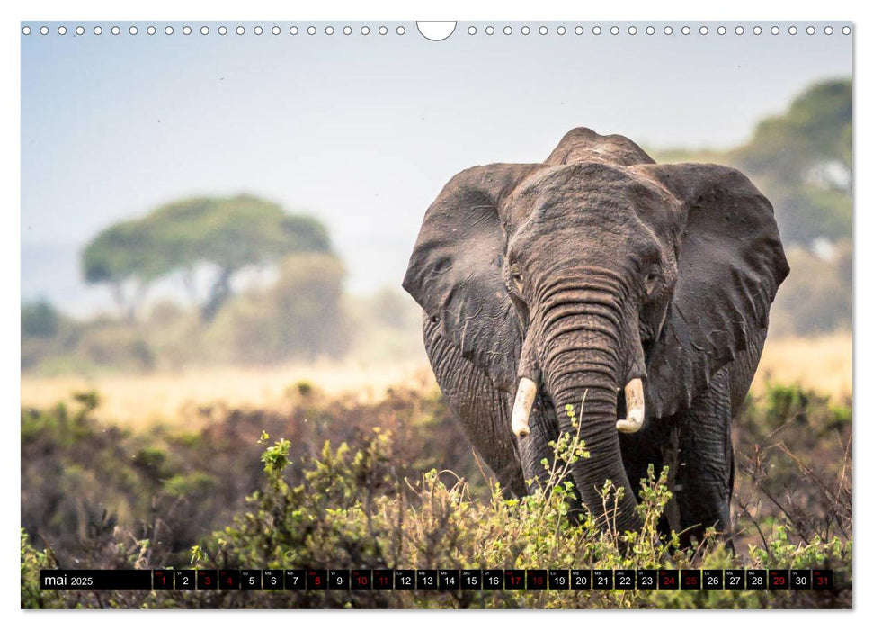 ÉLÉPHANTS D'AFRIQUE (CALVENDO Calendrier mensuel 2025)