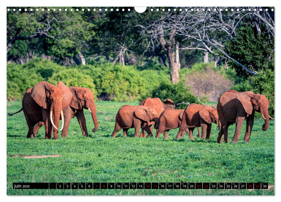 ÉLÉPHANTS D'AFRIQUE (CALVENDO Calendrier mensuel 2025)