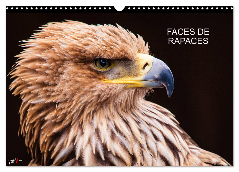 FACES DE RAPACES (CALVENDO Calendrier mensuel 2025)