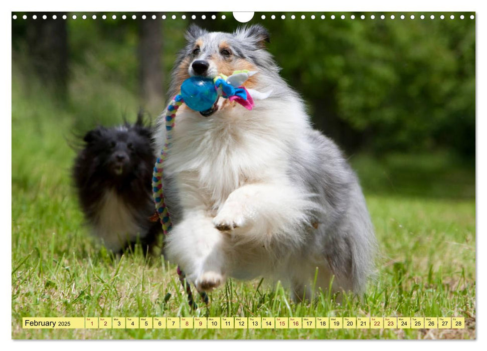 Shetland Sheepdogs - Sweet little charmers (CALVENDO Monthly Calendar 2025)