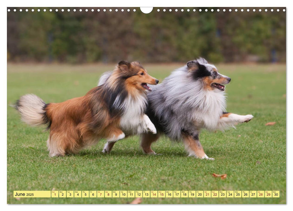 Shetland Sheepdogs - Sweet little charmers (CALVENDO Monthly Calendar 2025)