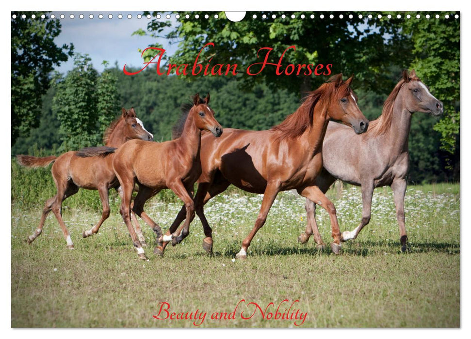 Arabian Horses - Beauty And Nobility (CALVENDO Monthly Calendar 2025)